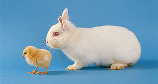 Play "Which Pet Is Cuter?"... and Win!