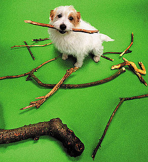 To the Rescue: Choosing a Fetch Stick