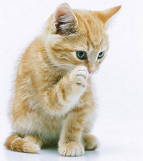 The Scoop: Pet Cancer Awareness Month