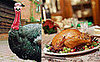 What's Turkey to You?