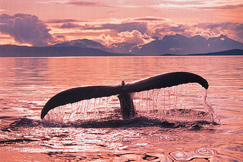 Vote for your favorite whale name at Greenpeace.