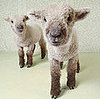 Play "Which Pet Is Cuter?"... and Win!