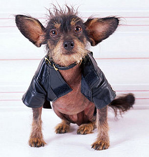 Do Pets Share Your Personal Style?