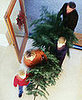 Ten Tips 'Til The Holiday: Choosing a Tree