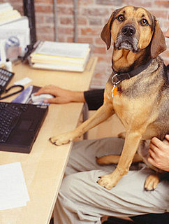 Where Do Fido and Fluffy Shop Online?