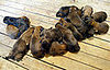 Guess How Many Puppies?