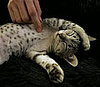 The Scoop: Tokyo's Cat Cafe Calico 
