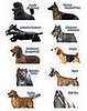 Most Popular Dog Breed in the US?