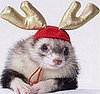 Pet Present Extravaganza: For Small Furries