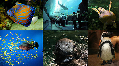Out and About: Georgia's Georgia Aquarium