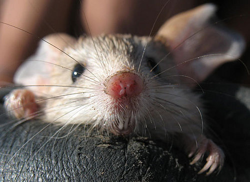 In the Wild: Jerboa