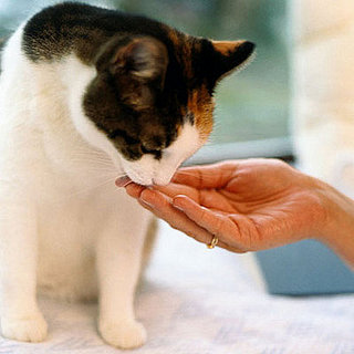 On the Ball: Kitty Crunchies