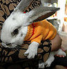 Pet Salons: Spoiled Sweet or Spoiled Rotten?