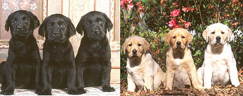 The Results Are in: Most Popular Breed 