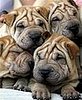 Sugar Causes Wrinkles