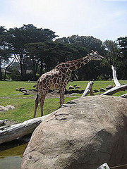 Which Animal Is Your Favorite? Which Animal Is Your Favorite?