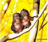 Laughing baby monkey's