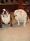Bulldogs Bulldogs