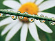 Blossom631