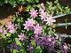 brightcolors brightcolors