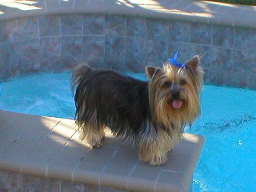 Lucy Protecting Us From the Pool Cleaner