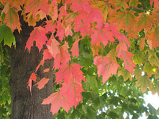 tree in my yard 2007