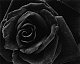 wishbone317's picture