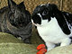 bunsandchouchou bunsandchouchou