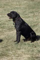 My Pets 