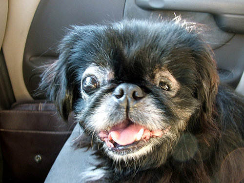 Winnie + Tulip: Seizure Dogs