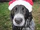 elwoof elwoof