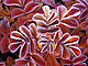 pinktreestar pinktreestar