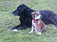 walkswithdog walkswithdog