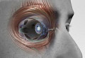 Orbital Bone