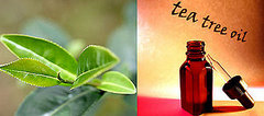 BellaSugar's Guide To Tea Tree Oil Products BellaSugar's Guide To Tea Tree Oil Products