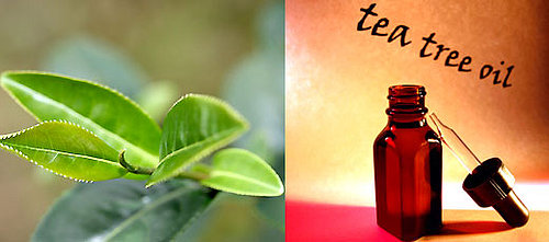 BellaSugar's Guide To Tea Tree Oil Products