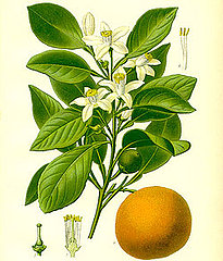 Neroli Oil 