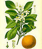 Neroli Oil 