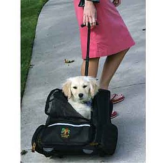 Where Will Your Pet Be Christmas Morning?