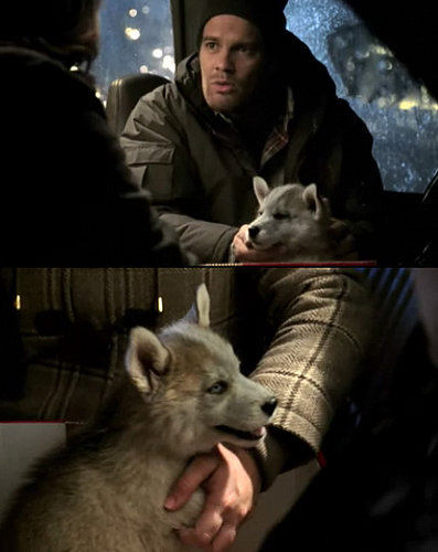 Would You Give Someone a Puppy as a Gift?