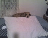 I though that was my bed.