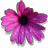 drmiya