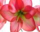 Amaryllis Amaryllis
