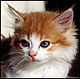 artemis77