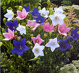 Name that Flower!