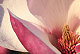 sweet_magnolia