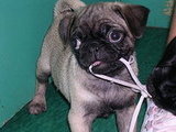 New pug puppy...any tips?
