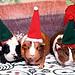 Did your pets get presents for the holidays?