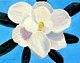sugar_magnolia sugar_magnolia