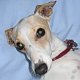 IGGY_LUVER